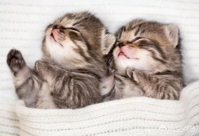 如何养胖橘猫:怎么样才能把二个月大的猫咪养胖？ 橘猫养不胖怎么回事