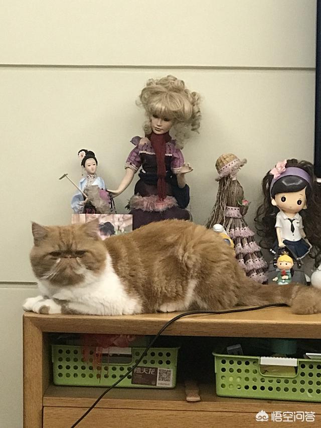 从小猫开始养,养一只猫要花大概多少钱？