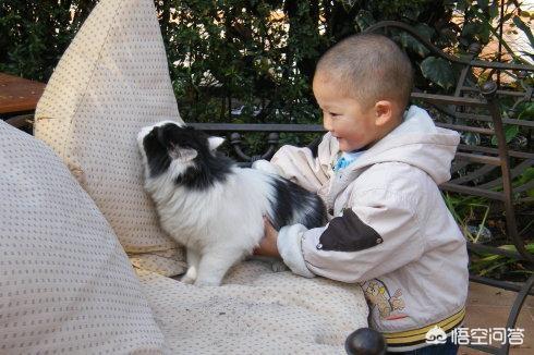 猫的特点:每只猫的性格真的都不同吗？