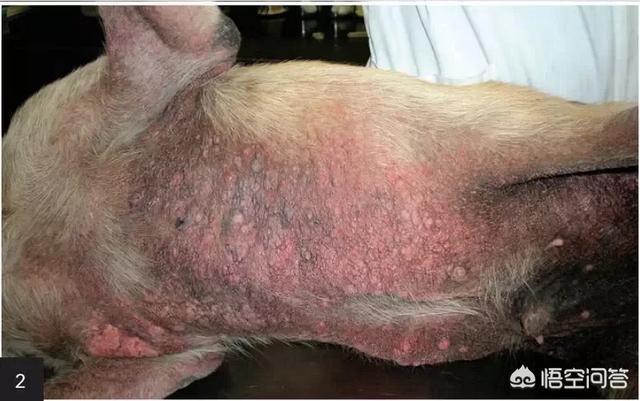 刚买的金毛犬怎么养:怎么样把金毛狗狗喂的壮壮的？
