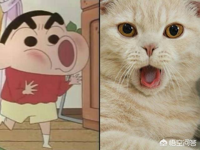 猫爆腮什么意思,猫几个月会爆腮？
