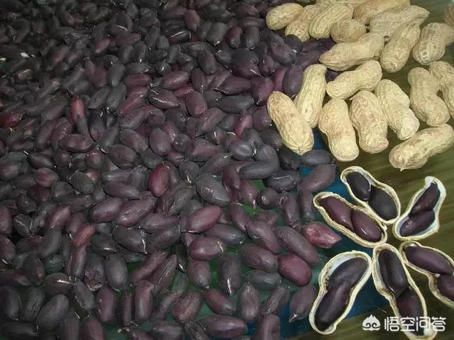 花生黑蚜虫怎么防治:种植黑花生需要注意什么，有哪些关键性的栽培技术？
