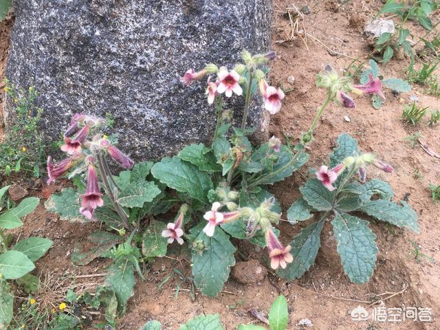 补肾花图片大全，农村田地里常见的列当是什么植物有什么用处