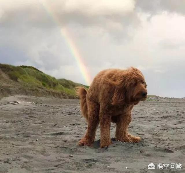 伊萨狗粮有诱食剂吗:狗狗一天便便多少次才正常？ 麦富迪狗粮有诱食剂吗