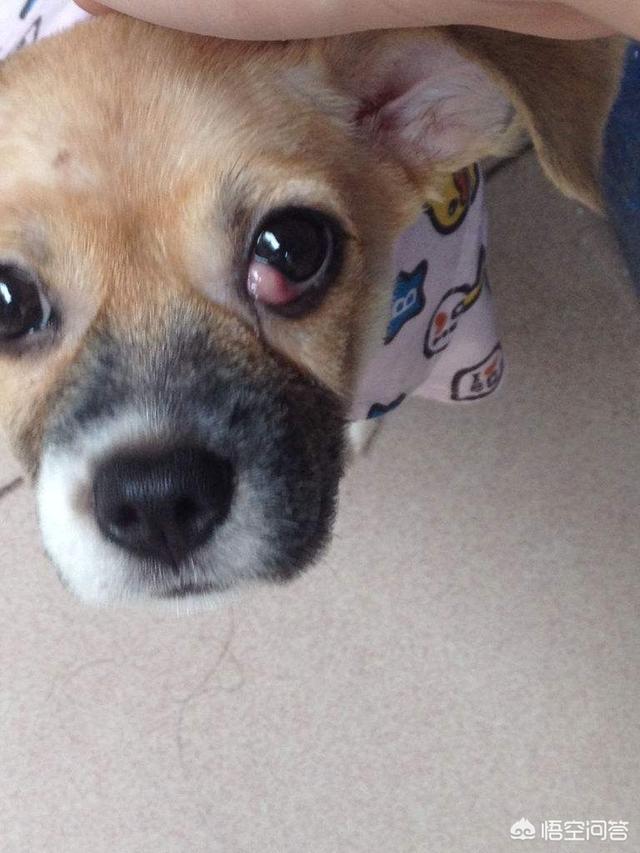 巴哥的第三眼睑增生怎么治疗求解