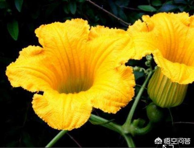 头条问答 南瓜花可以吃吗 有什么功效 14个回答