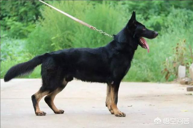 头条问答 德国牧羊犬中西德和东德有什么区别(7个回答)