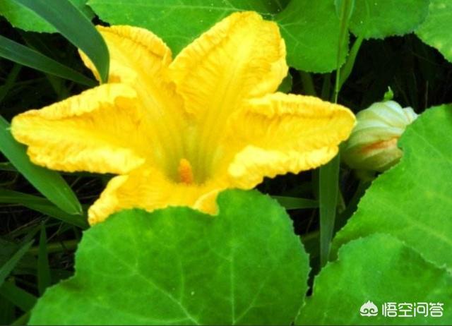 头条问答 南瓜花可以吃吗 有什么功效 14个回答
