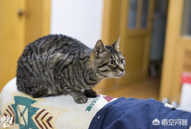 猫咪有约网:家里新来一只猫怎么和旧猫相处？ 猫咪有约网站制作