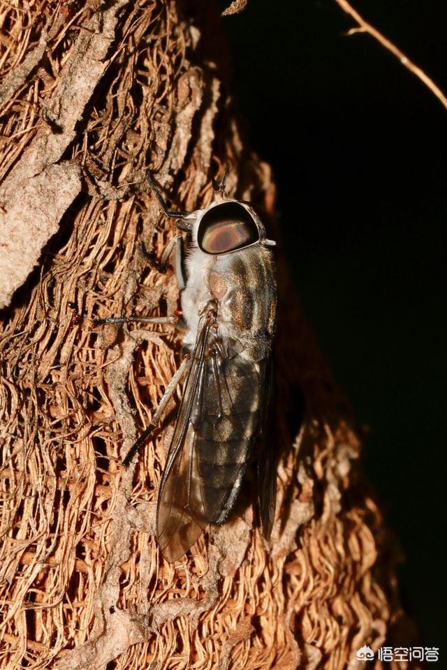 头条问答 牛虻有什么作用 翦翳翎的回答 0赞