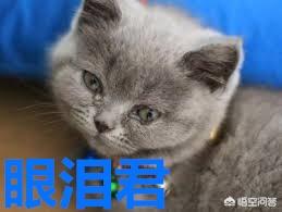 猫鼻支试纸多少钱一个:家养猫咪为什么会得猫鼻支？