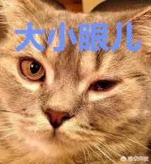 猫鼻支试纸多少钱一个:家养猫咪为什么会得猫鼻支？