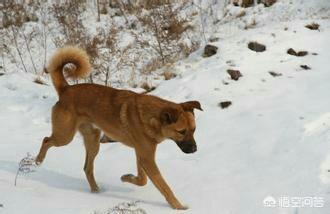最新狗抓兔视频:假如中华田园犬和藏獒搏斗厮杀，中华田园犬可以坚持多久？