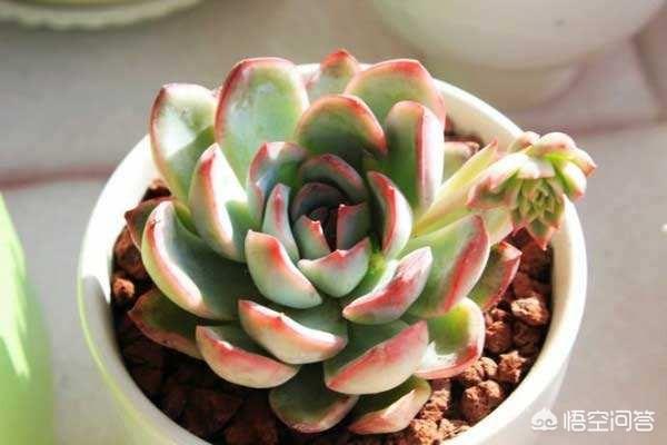 多肉植物肉锥花属安珍:九月的秋，多肉已经开始上色啦，您还准备出坑吗？