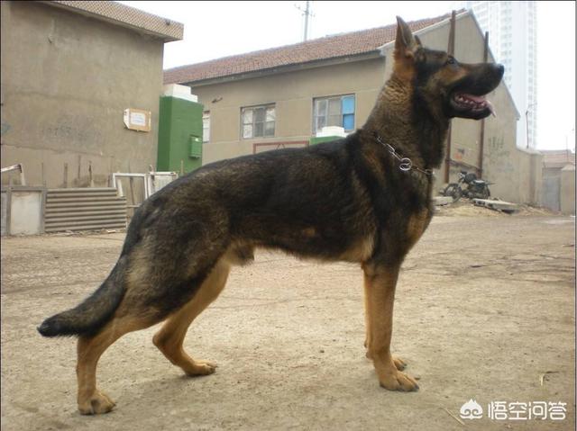 东德牧羊犬伊万:东德牧羊犬有哪些缺点？为什么？