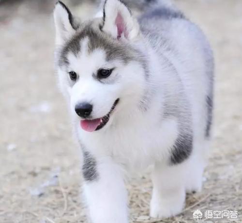 哈士奇标准三把火:哈士奇是个怎么样的狗狗？