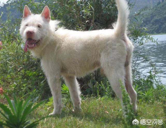 芬兰猎犬的喂食要点:博伊金猎犬怎么养该犬的饲养注意事项？ 芬兰猎犬的优点和缺点