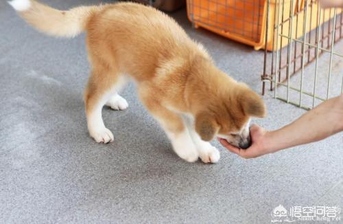 宠物训练:怎样让狗狗训练提高注意力？