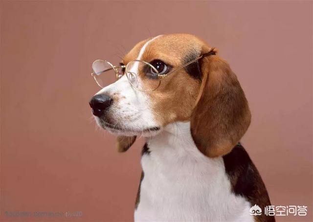宠物摄影:宠物摄影行业如何有效进行线上线下推广？
