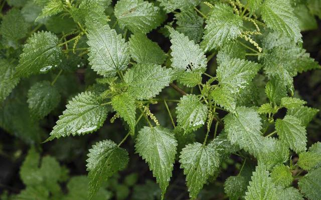 头条问答 - 藿麻是什么植物,一般用来做什么?(7个回答)