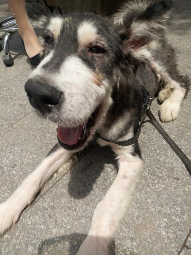 阿拉斯加犬好养吗 听话吗:阿拉斯加犬好养吗阿拉斯加雪橇犬怎么养？ 阿拉斯加犬好养吗 听话吗两个月有多重