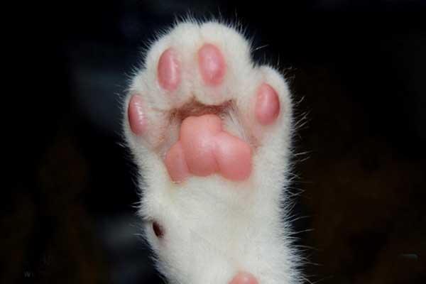 猫咪绝育当晚走来走去:你觉得猫咪的去爪手术应该禁止吗？ 猫咪做完绝育后回家一直走来走去