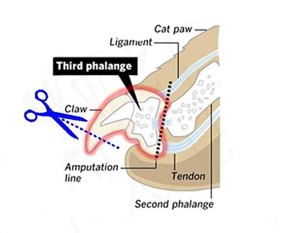 外国宠物外科手术:你觉得猫咪的去爪手术应该禁止吗？ 常见的宠物外科手术