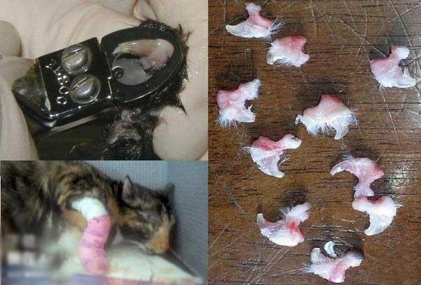 猫咪绝育当晚走来走去:你觉得猫咪的去爪手术应该禁止吗？ 猫咪做完绝育后回家一直走来走去
