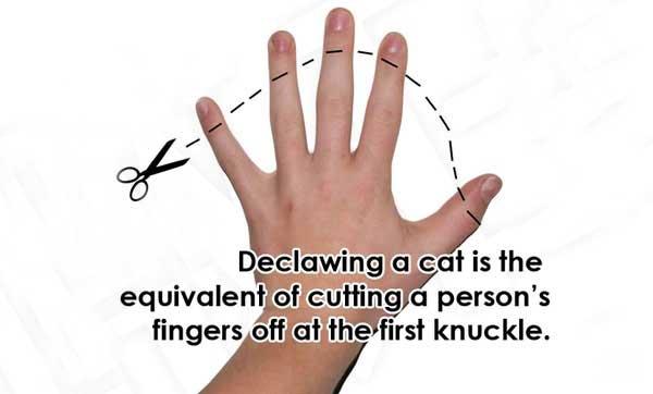 猫咪绝育当晚走来走去:你觉得猫咪的去爪手术应该禁止吗？ 猫咪做完绝育后回家一直走来走去