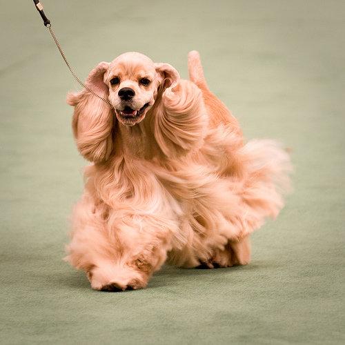 串西施犬寿命:狗狗的寿命一般多长？几岁算是老狗？