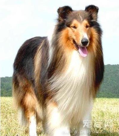 串西施犬寿命:狗狗的寿命一般多长？几岁算是老狗？