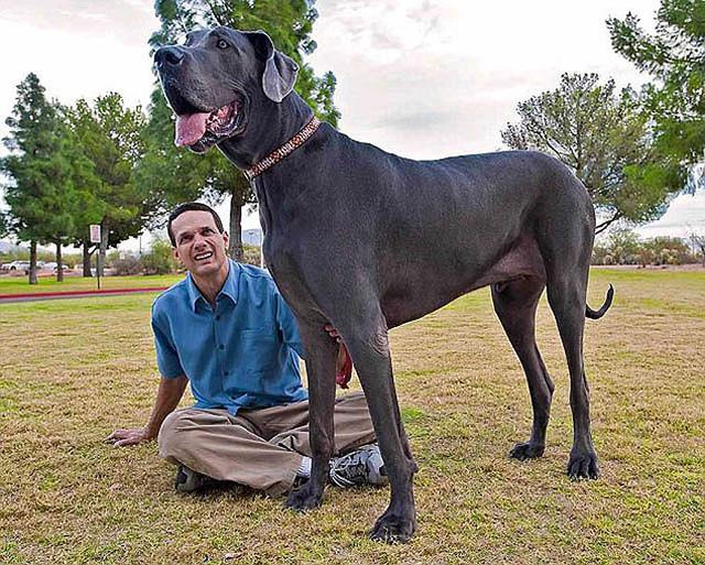 串西施犬寿命:狗狗的寿命一般多长？几岁算是老狗？