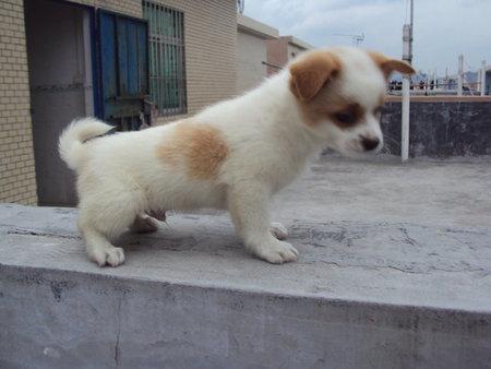 串西施犬寿命:狗狗的寿命一般多长？几岁算是老狗？