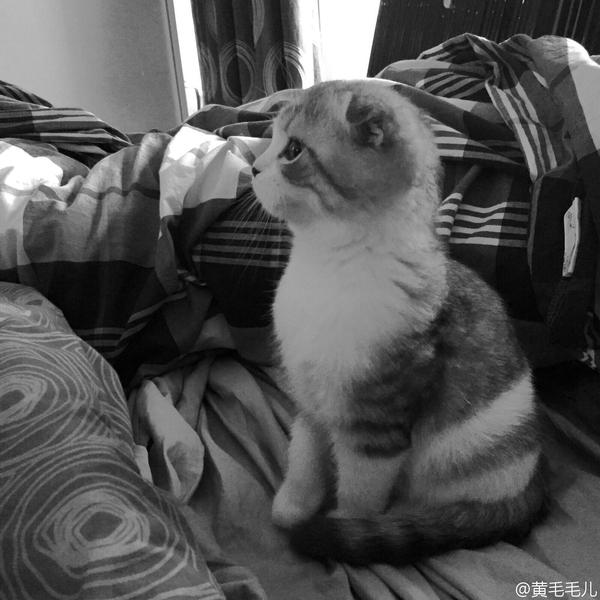 狗狗冲冲冲国语:如何才能让自己变得更勇敢？ 狗狗冲冲冲黑豹
