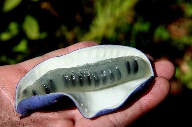 头条问答 - 你知道猫屎瓜吗?有没有吃过?(7个回答)