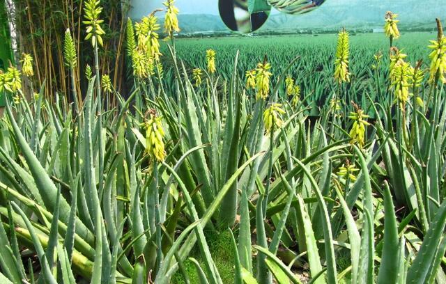 中国芦荟的图片大全集:库拉索芦荟图片大全集 芦荟的茎和叶子之间又发出了叶子，怎么处理？