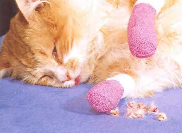 猫咪绝育当晚走来走去:你觉得猫咪的去爪手术应该禁止吗？ 猫咪做完绝育后回家一直走来走去