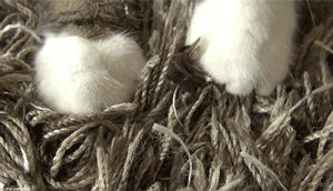 猫咪绝育当晚走来走去:你觉得猫咪的去爪手术应该禁止吗？ 猫咪做完绝育后回家一直走来走去