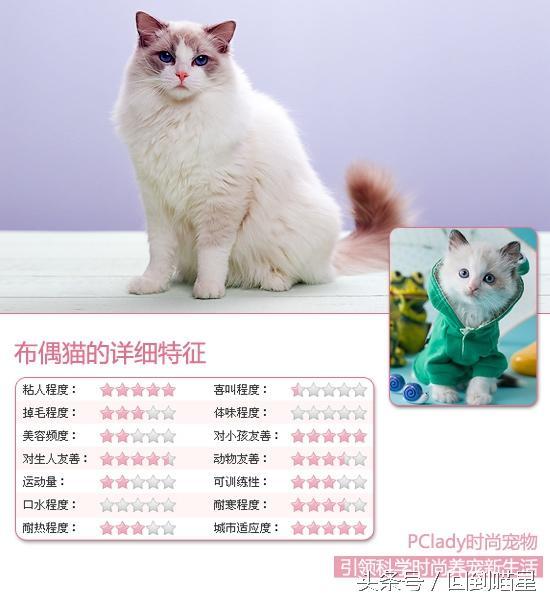 布偶猫园:现在养布偶猫的人多吗,好养吗？