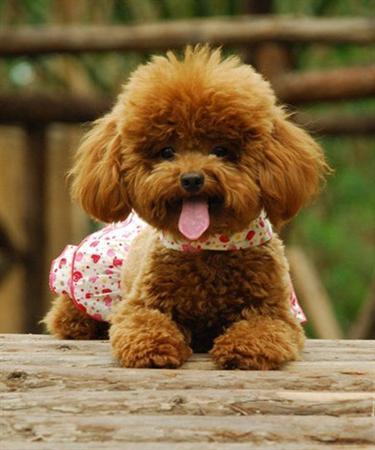串西施犬寿命:狗狗的寿命一般多长？几岁算是老狗？