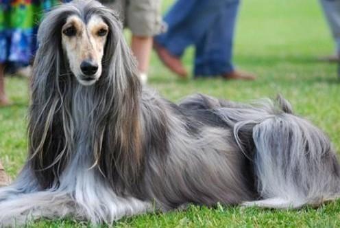 串西施犬寿命:狗狗的寿命一般多长？几岁算是老狗？