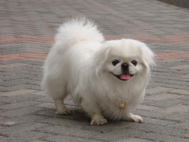串西施犬寿命:狗狗的寿命一般多长？几岁算是老狗？
