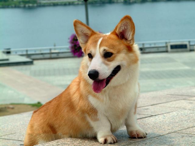 串西施犬寿命:狗狗的寿命一般多长？几岁算是老狗？