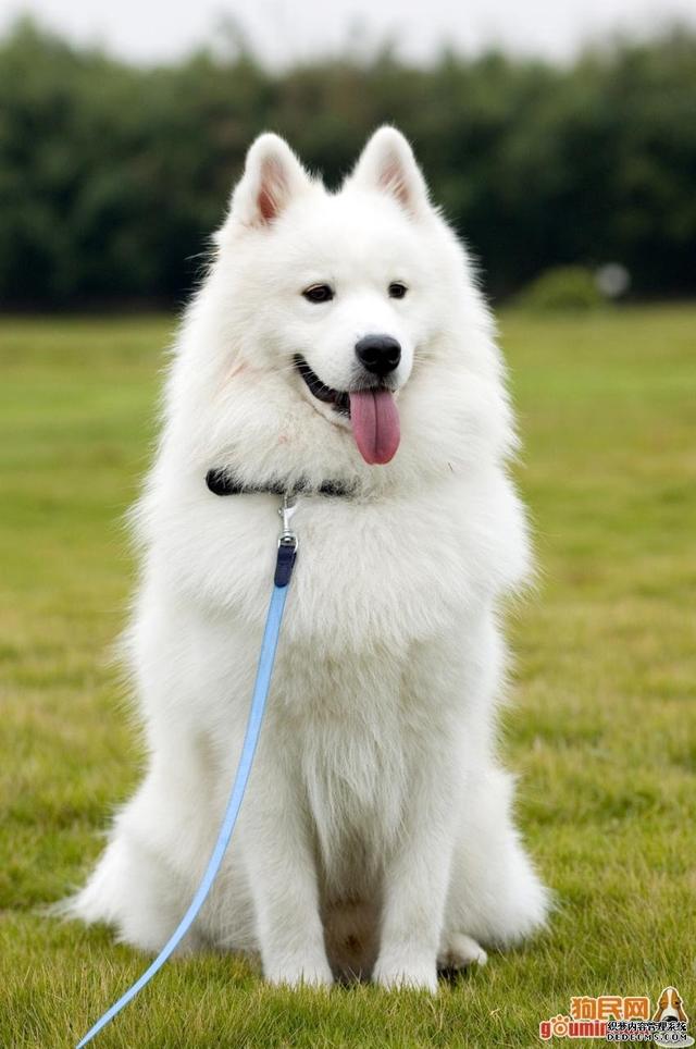 串西施犬寿命:狗狗的寿命一般多长？几岁算是老狗？