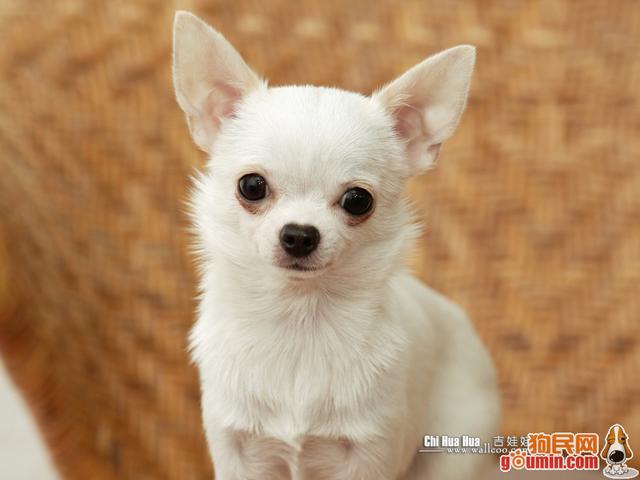 串西施犬寿命:狗狗的寿命一般多长？几岁算是老狗？