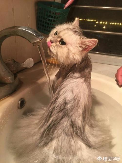 猫的特点:每只猫的性格真的都不同吗？