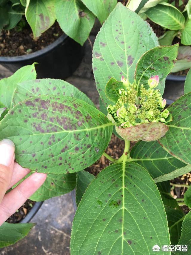 头条问答 - 绣球花长黑斑是怎么回事?(5个回答)