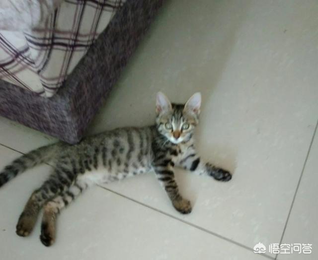 狸花猫图片高清:狸花猫是我国唯一的纯血统猫咪吗？有什么依据？