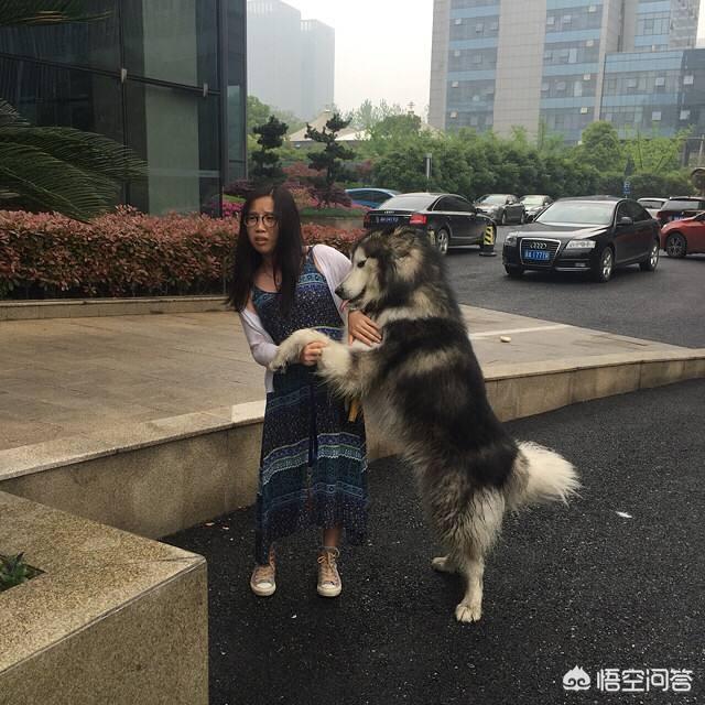 横林镇阿拉斯加犬跟哈士奇纯正:哈士奇和阿拉斯加犬，哪种更讨人喜欢呢？