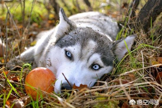 奥达猎犬怎么训练:二哈可以训练成为猎犬吗？为什么？